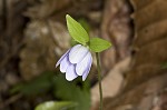 Sharplobe hepatica