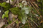 Sharplobe hepatica