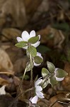 Sharplobe hepatica