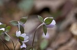 Sharplobe hepatica