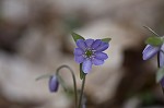 Sharplobe hepatica