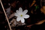 Sharplobe hepatica