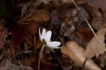 Sharplobe hepatica