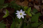 Sharplobe hepatica