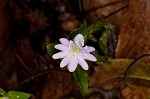 Sharplobe hepatica