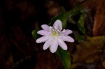 Sharplobe hepatica