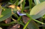 Blue mudplantain