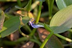 Blue mudplantain