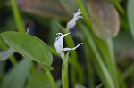 Blue mudplantain