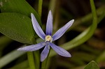 Blue mudplantain