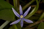 Blue mudplantain