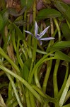 Blue mudplantain