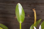 Blue mudplantain