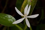 Blue mudplantain