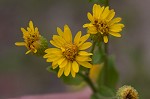 Camphorweed