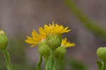 Camphorweed