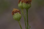 Camphorweed