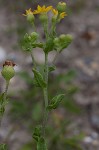 Camphorweed