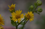 Camphorweed