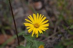 Camphorweed