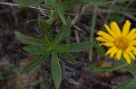 Camphorweed