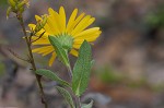 Camphorweed