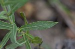 Camphorweed