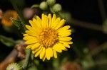 Camphorweed