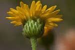 Camphorweed