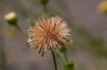 Camphorweed