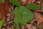 Downy alumroot