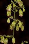 Downy alumroot