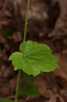 Downy alumroot