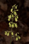 Downy alumroot