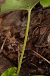 Downy alumroot