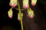 Downy alumroot