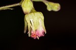 Downy alumroot