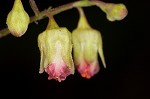 Downy alumroot