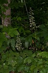 Hairy alumroot