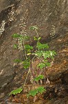 Hairy alumroot