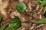 Largeflower heartleaf