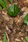 Largeflower heartleaf