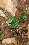 Largeflower heartleaf