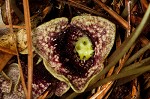 Largeflower heartleaf