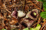 Largeflower heartleaf