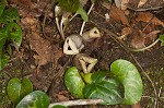 Largeflower heartleaf