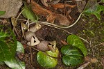 Largeflower heartleaf