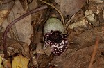 Largeflower heartleaf