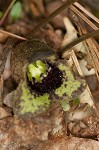 Largeflower heartleaf