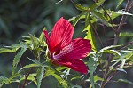 Scarlet rosemallow